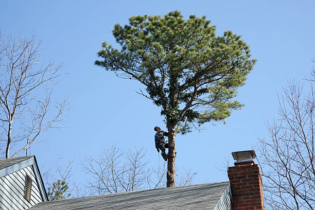 How Our Tree Care Process Works  in  Grill, PA
